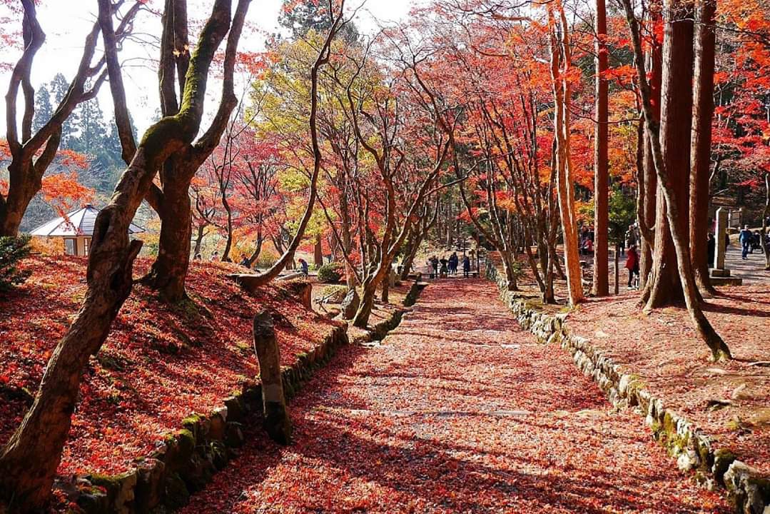 京都自助遊攻略