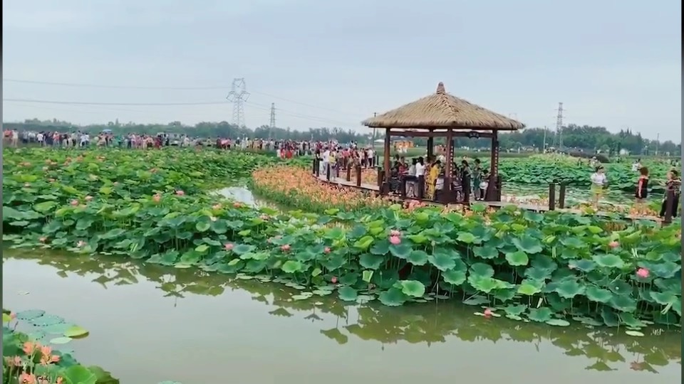 成都崇州千亩荷花基地
