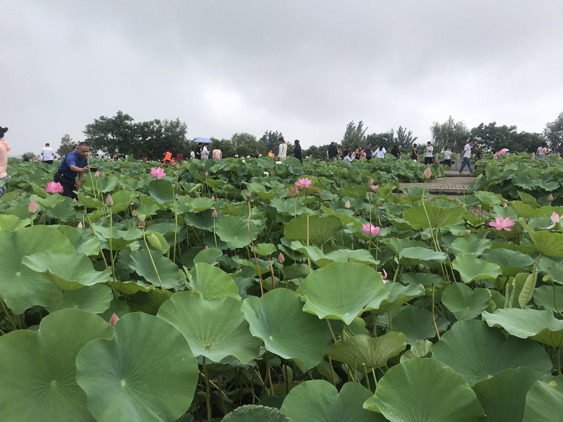 周口淮阳龙湖赏荷游太昊陵—2020.7.12—13日_游记