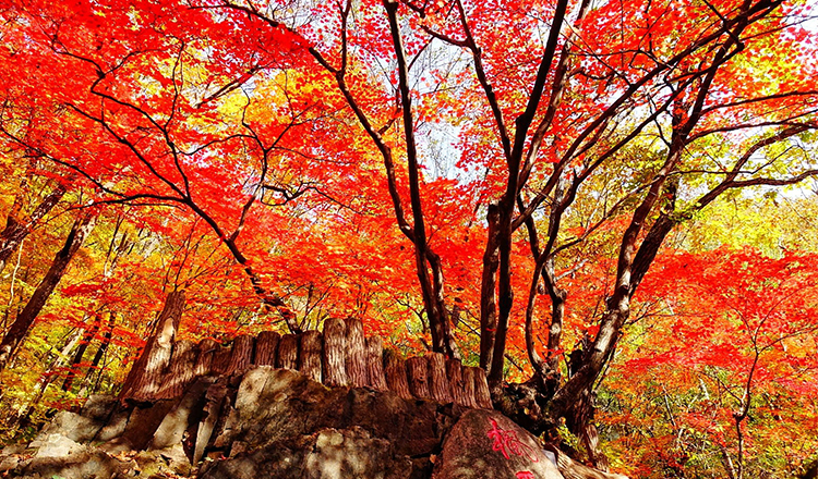 東北秋色 長白山天池關門山紅葉谷盤錦紅海灘望天鵝森林公園6日遊(從