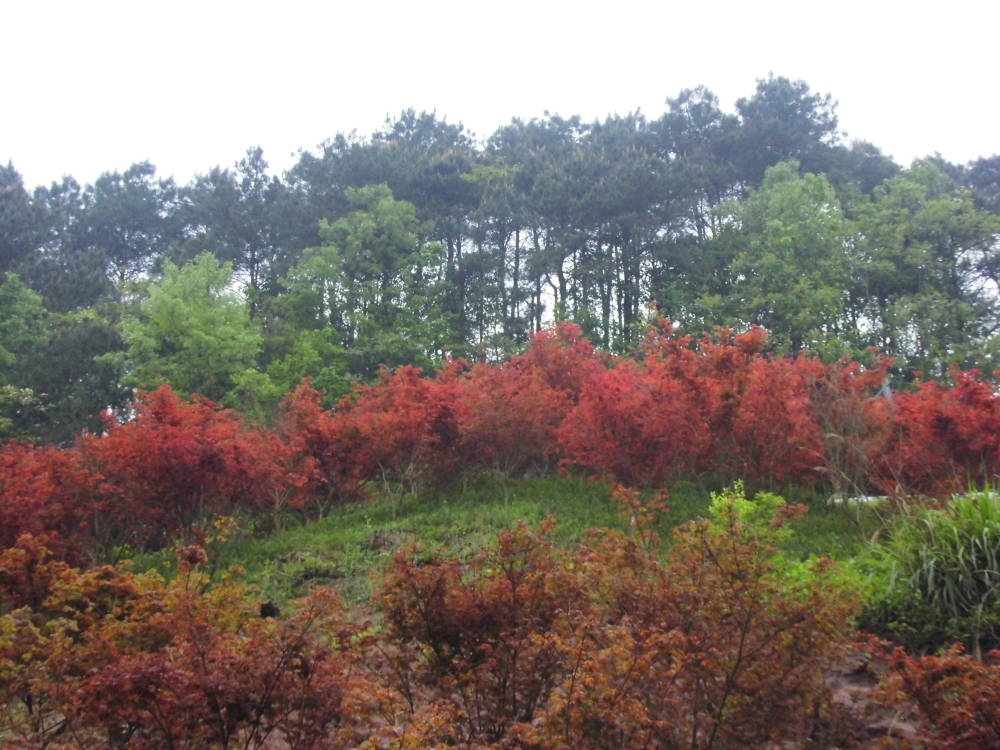 2017年4月重慶南湖多彩植物園