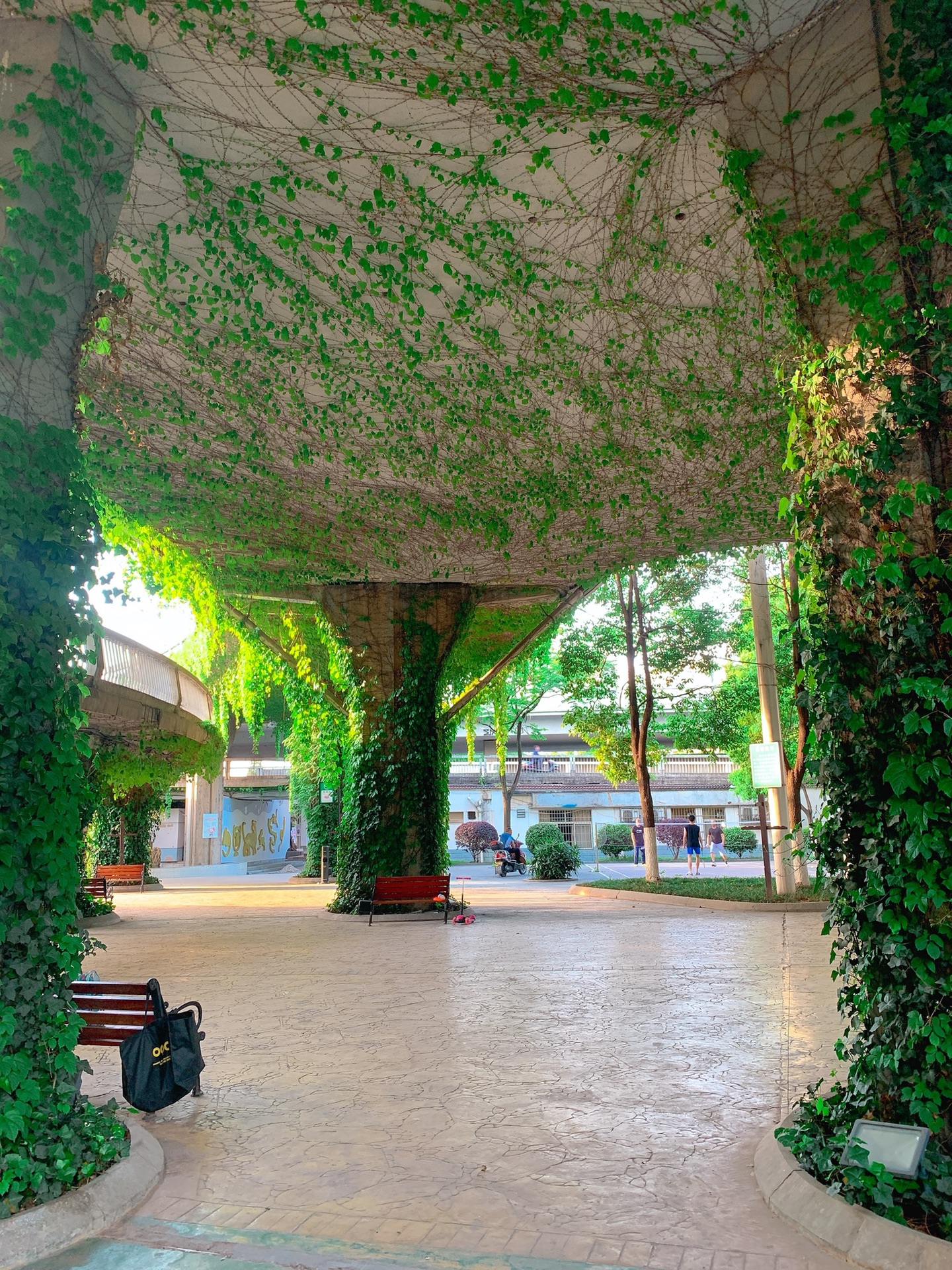 长沙紫凤公园,琼花主题公园打卡