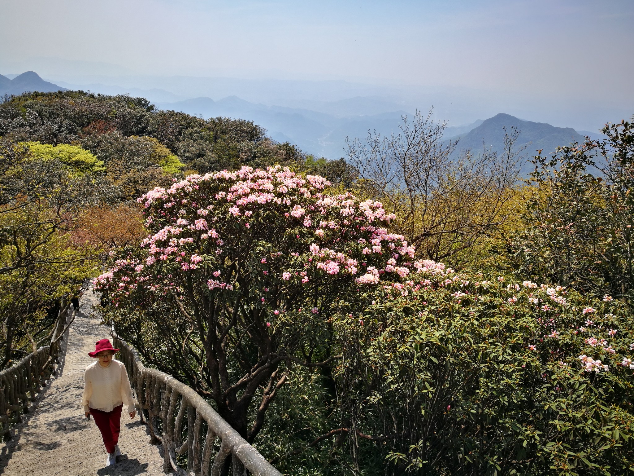 金佛山杜鵑 花正開 鳥正鳴