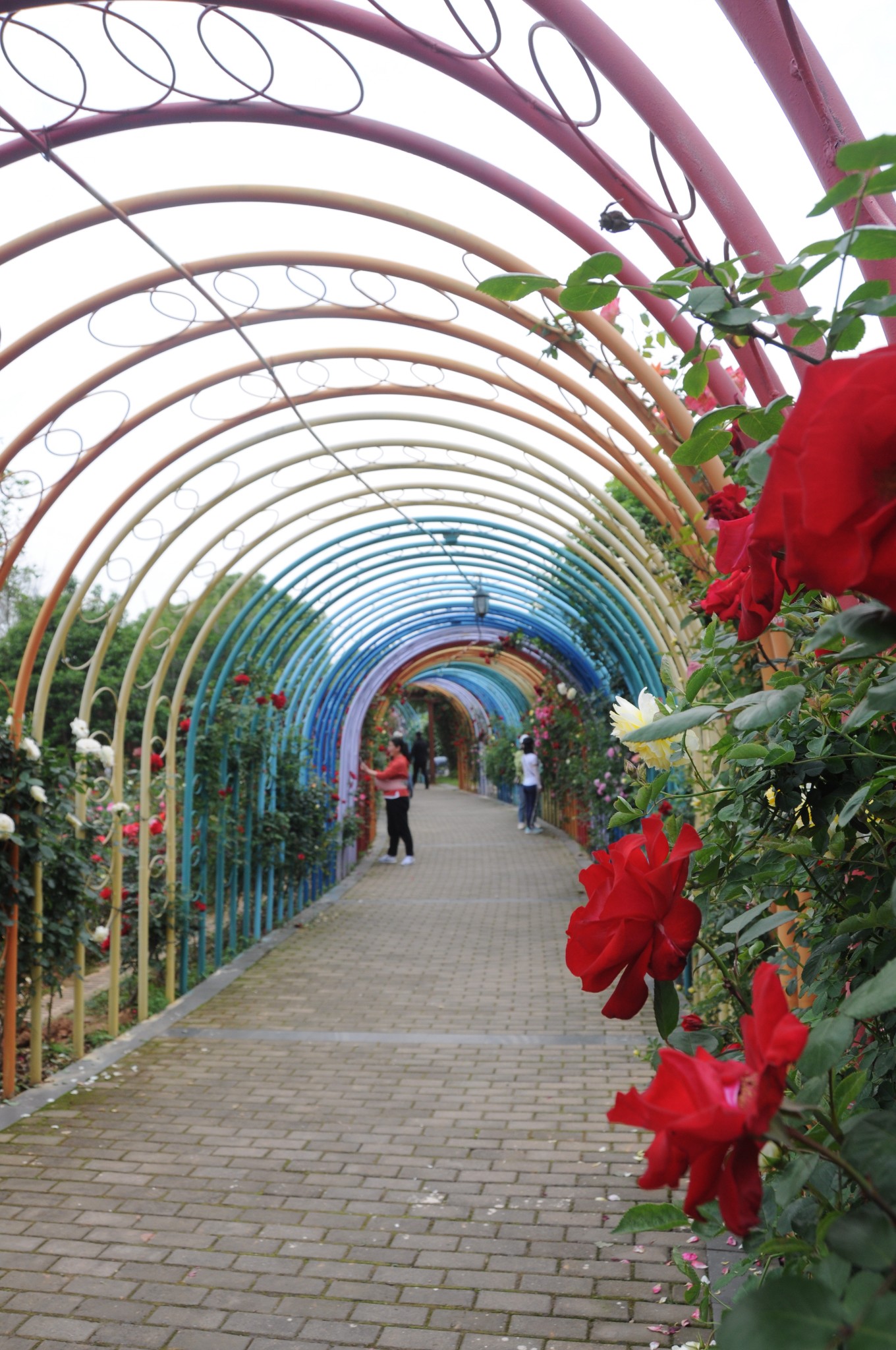 南昌滨江月季园