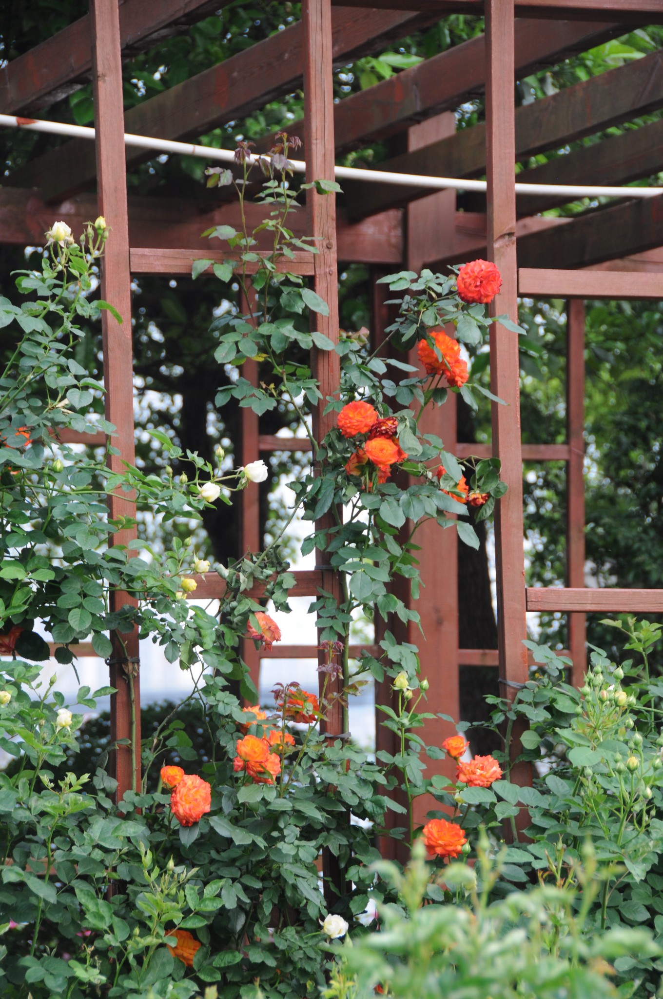 南昌滨江月季园