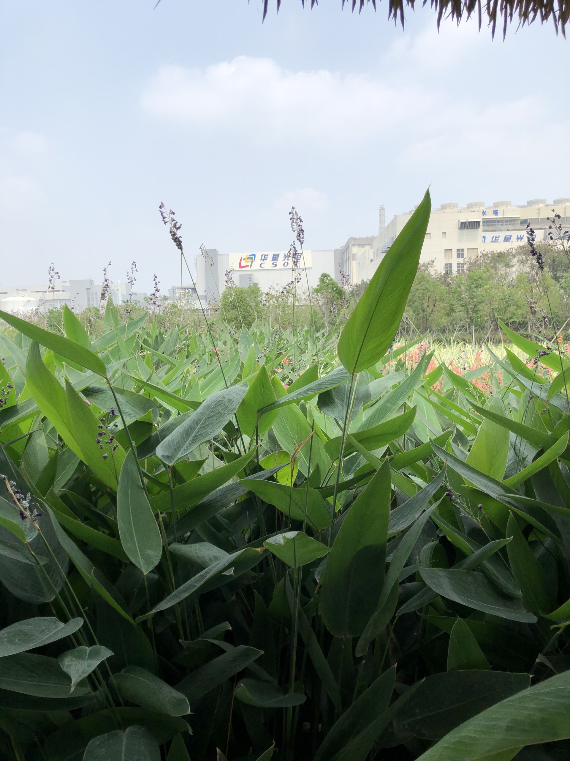 鹅颈水湿地公园