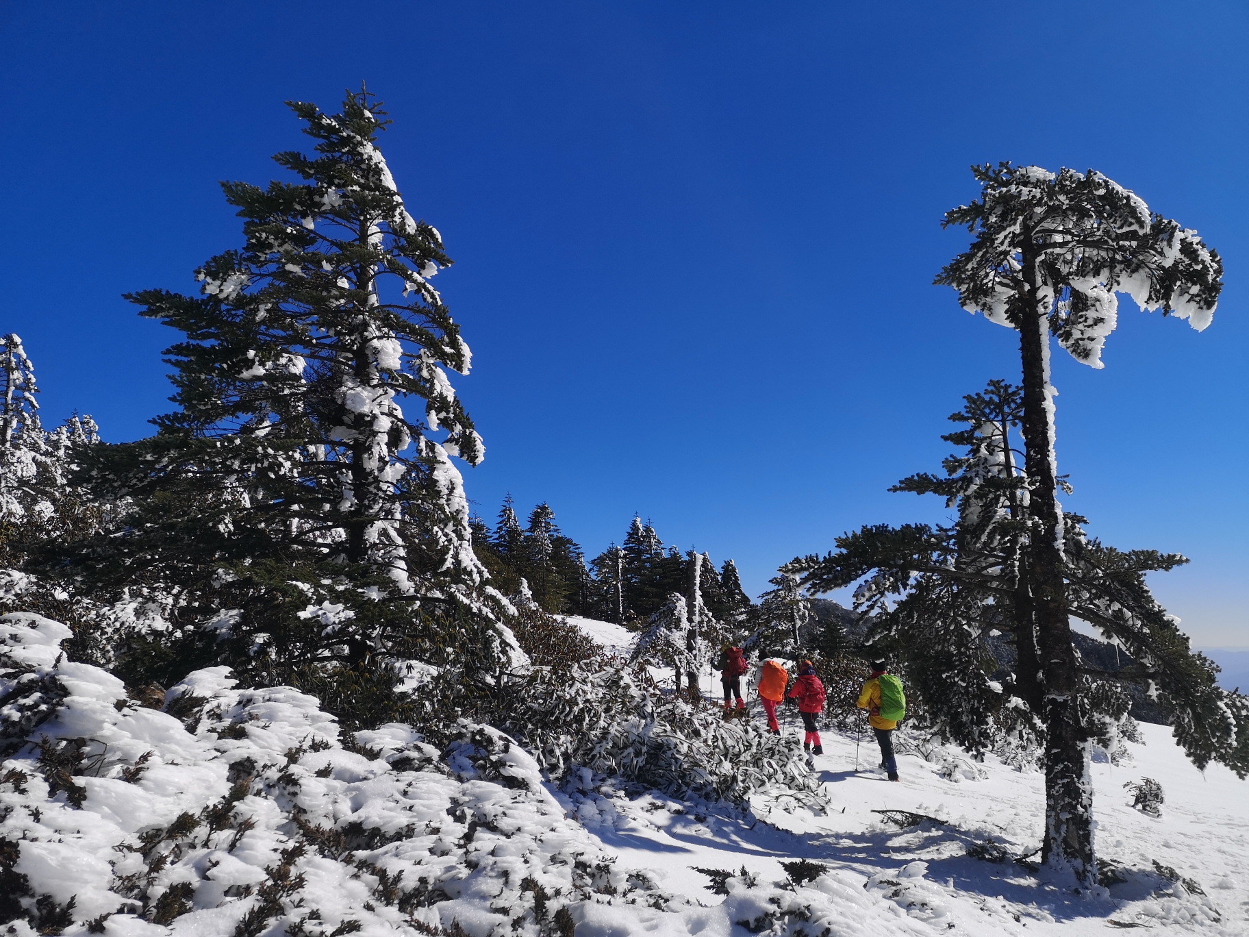 一起去昆明玩雪—经典的轿子雪山反穿路线_游记