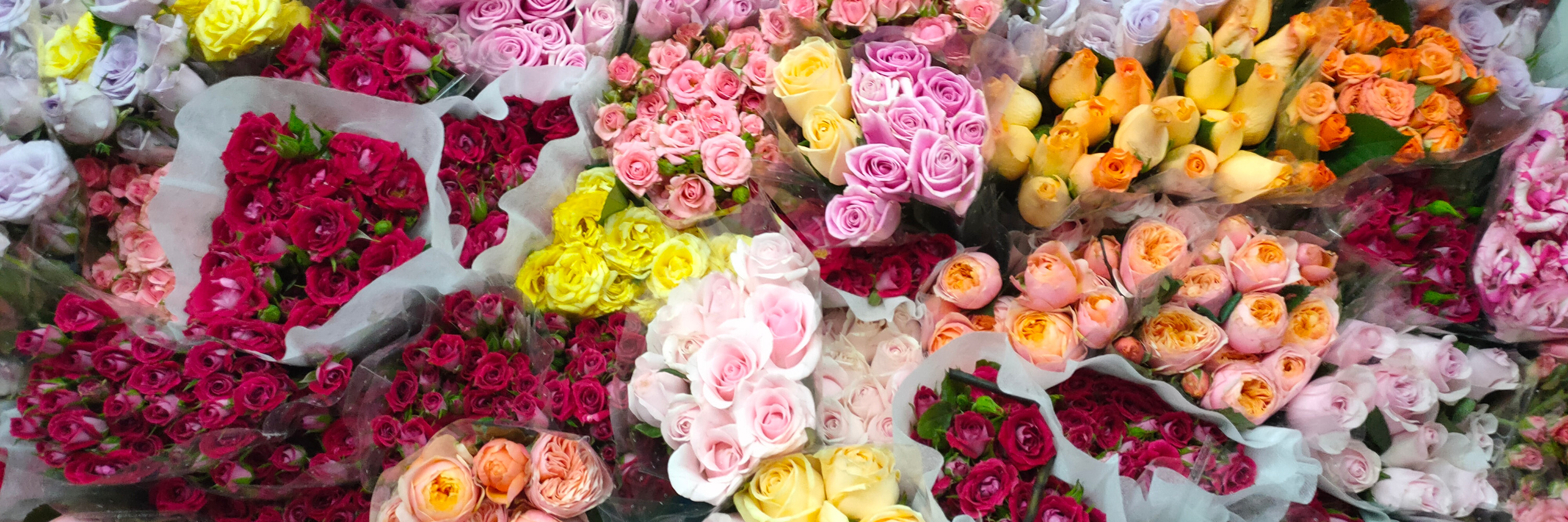 云南花卉交易市场在哪里