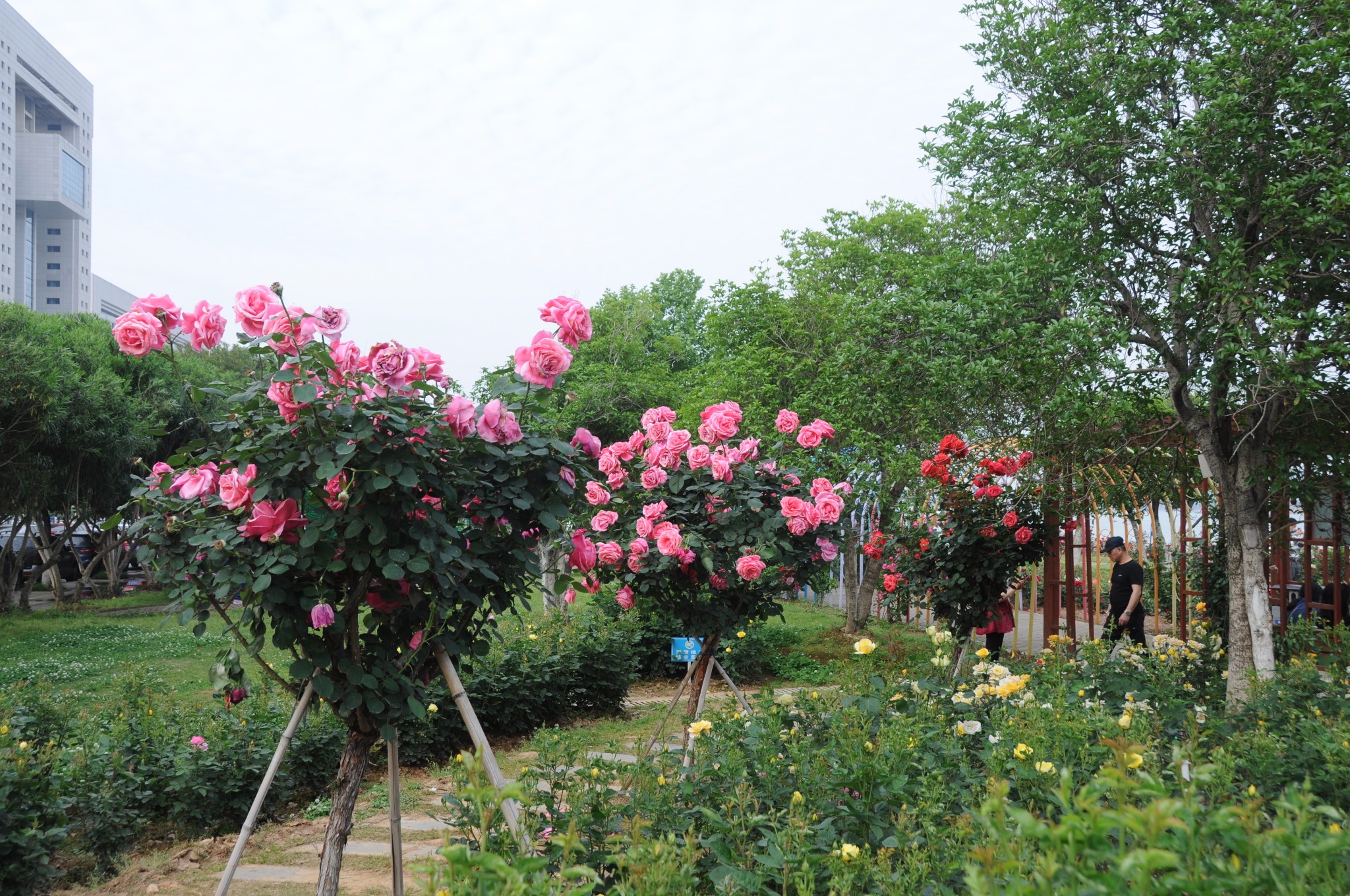 南昌滨江月季园