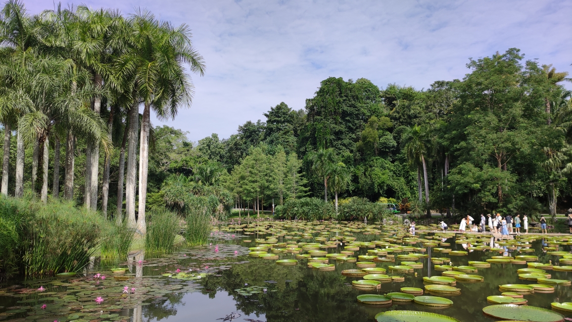 20201023西雙版納中科院熱帶植物園