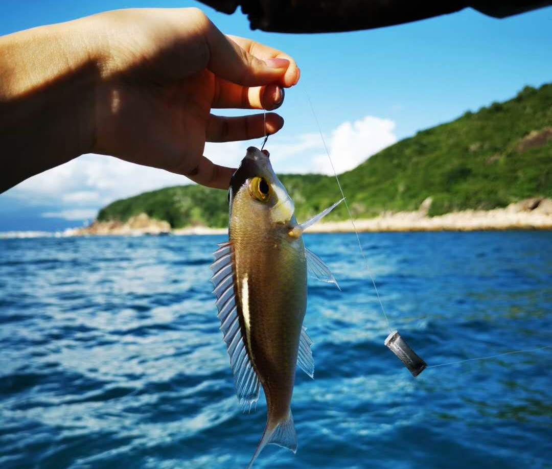 三亚大东海出海纯海钓游(专业钓鱼艇带内舱卫生间 百分百渔获 客载不
