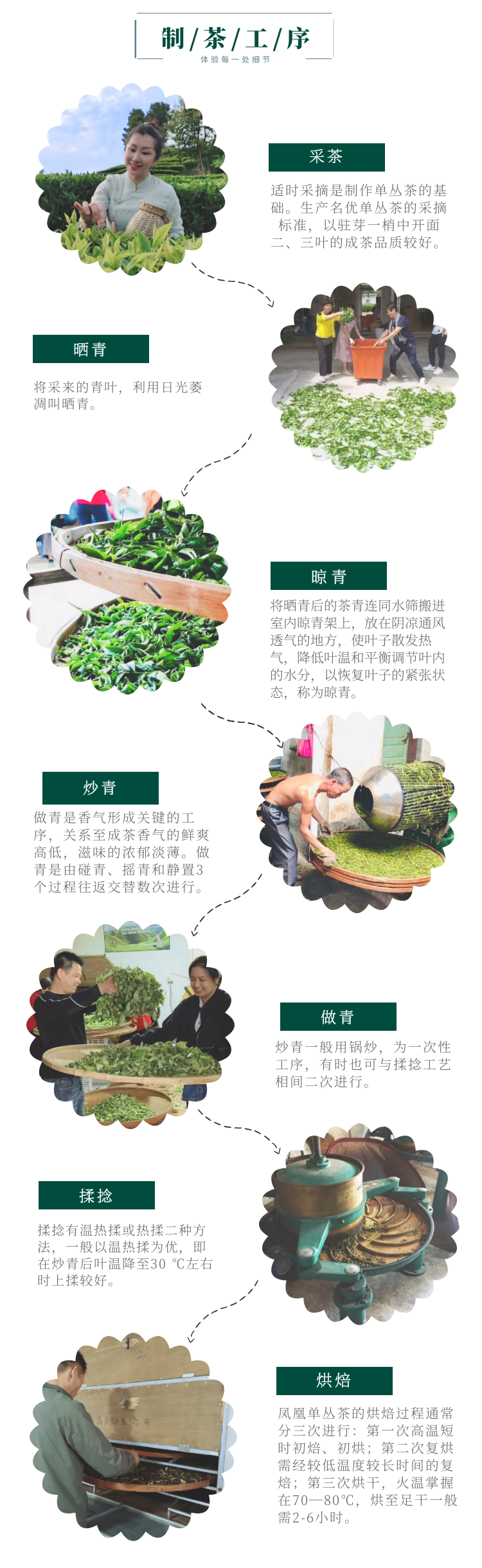 秋冬种草潮州凤凰山单丛茶旅一日游制茶工艺体验化身茶农品茗4人成团