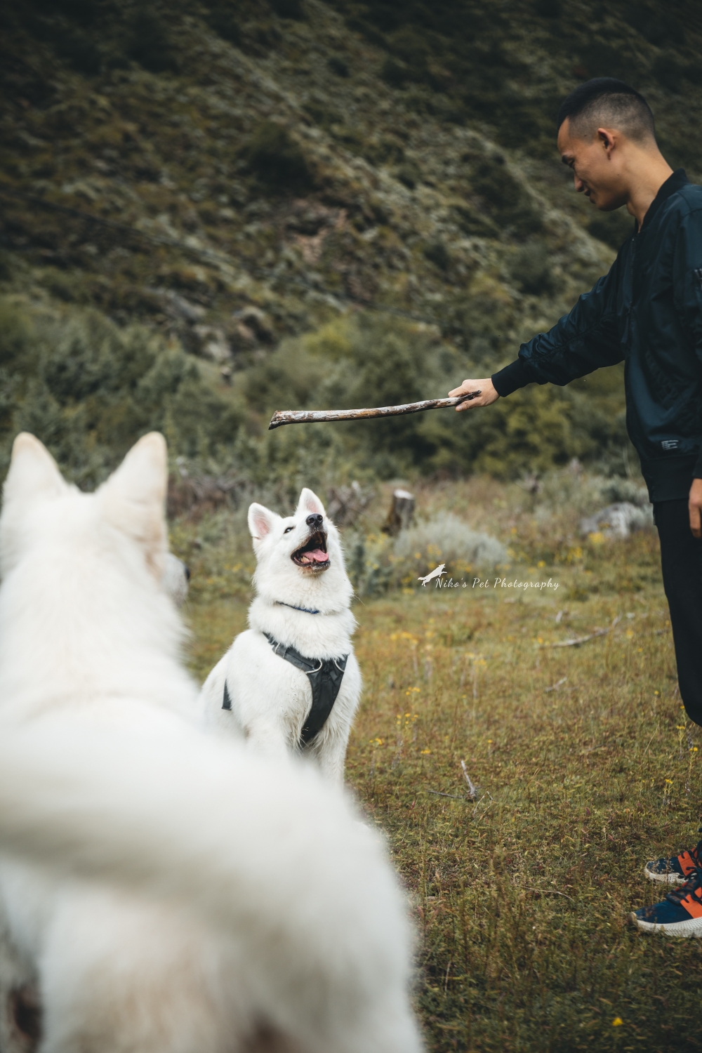 带着狗狗去旅行之初秋徒步莲花湖