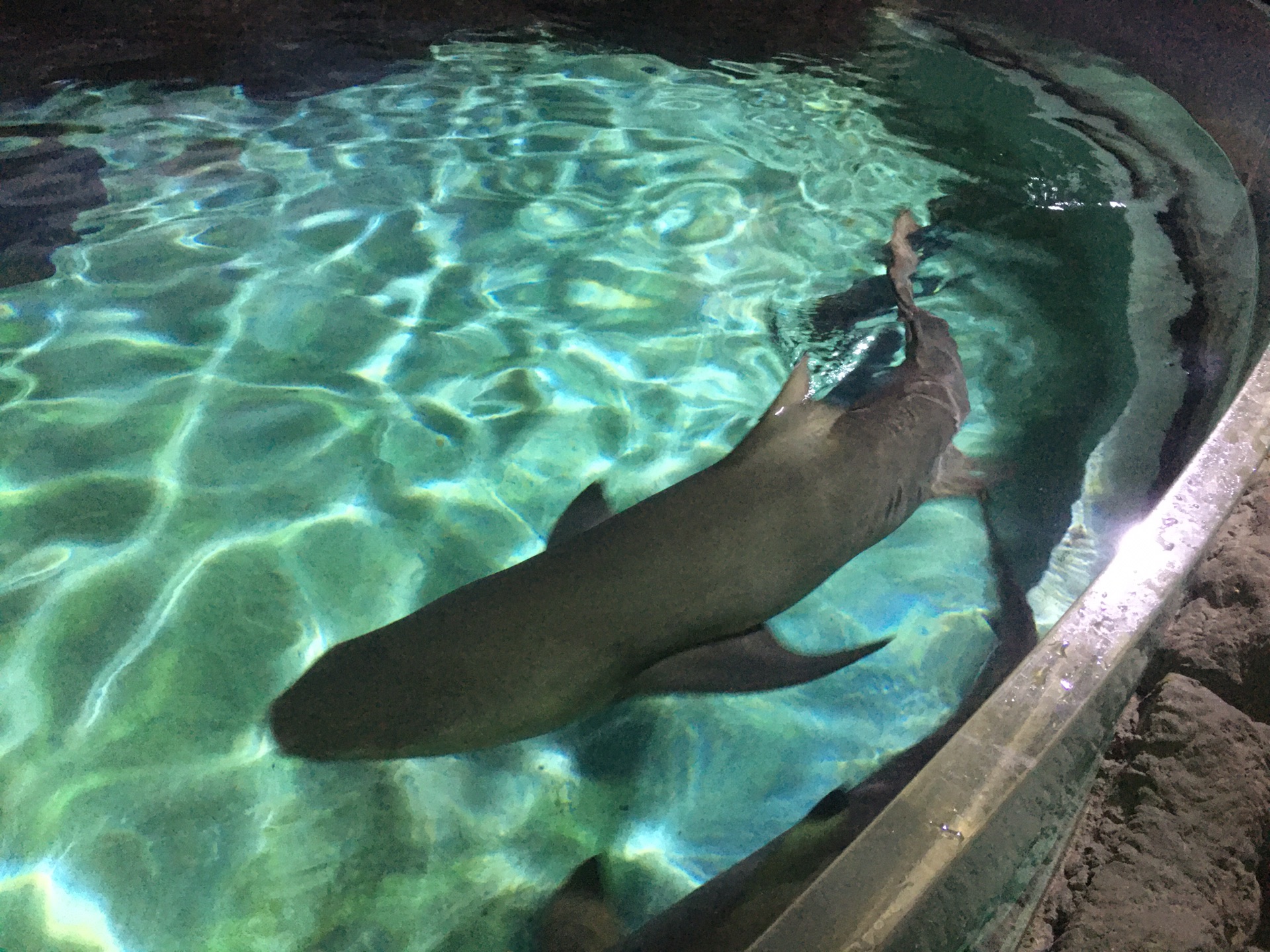 杭州海底世界攻略_游记