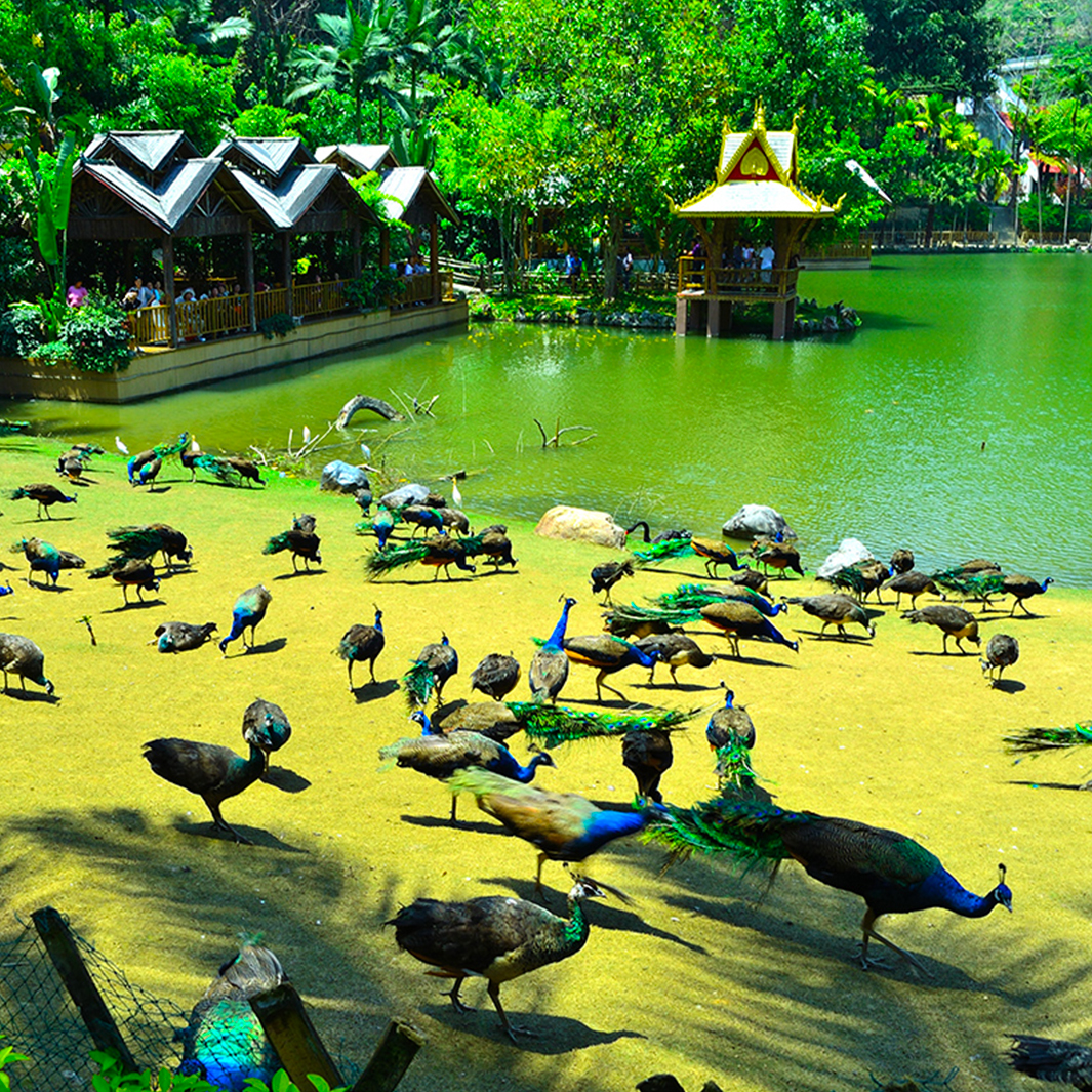 西双版纳原始森林公园(观原始雨林 览孔雀放飞 略民族风情 扫码入园)