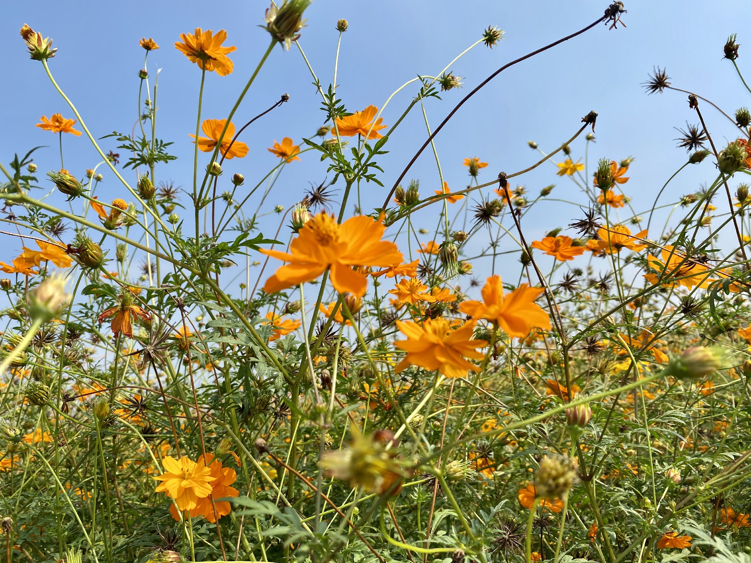 佛山芦苞花海公园图片