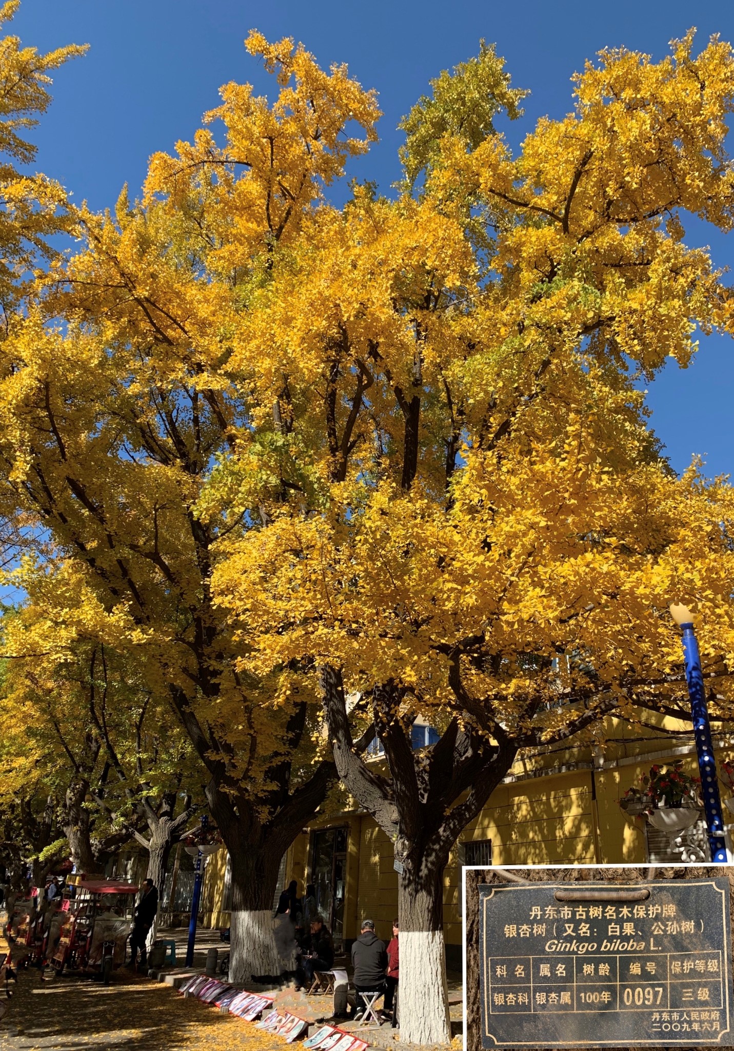 丹东银杏游