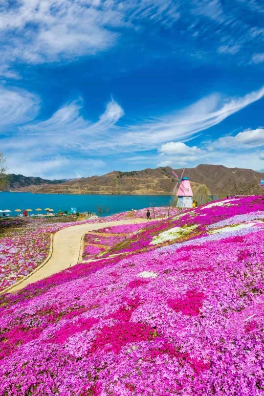 迁西雨花谷芝樱花海!