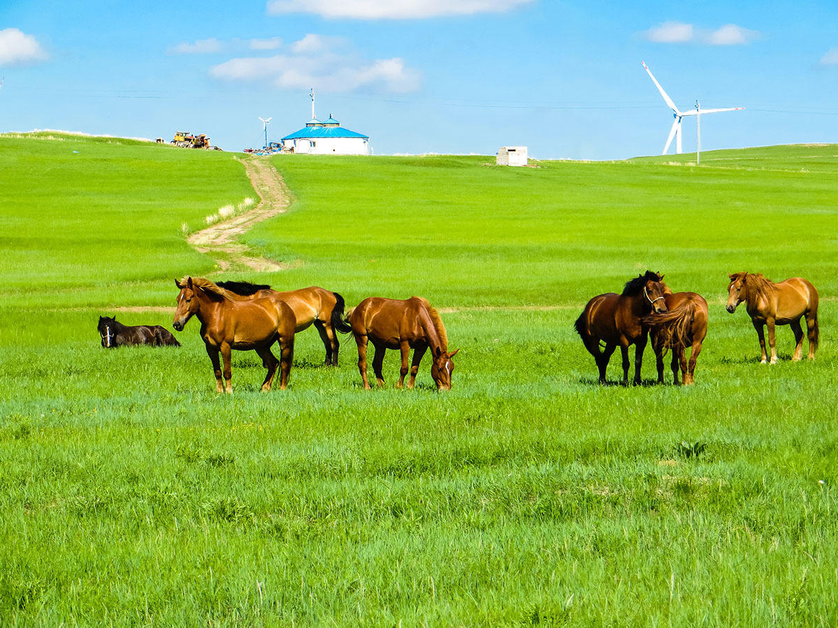 【咨询享立减】内蒙古5天4晚跟团游(草原骑马 烤全羊 沙漠骑骆驼 沙漠