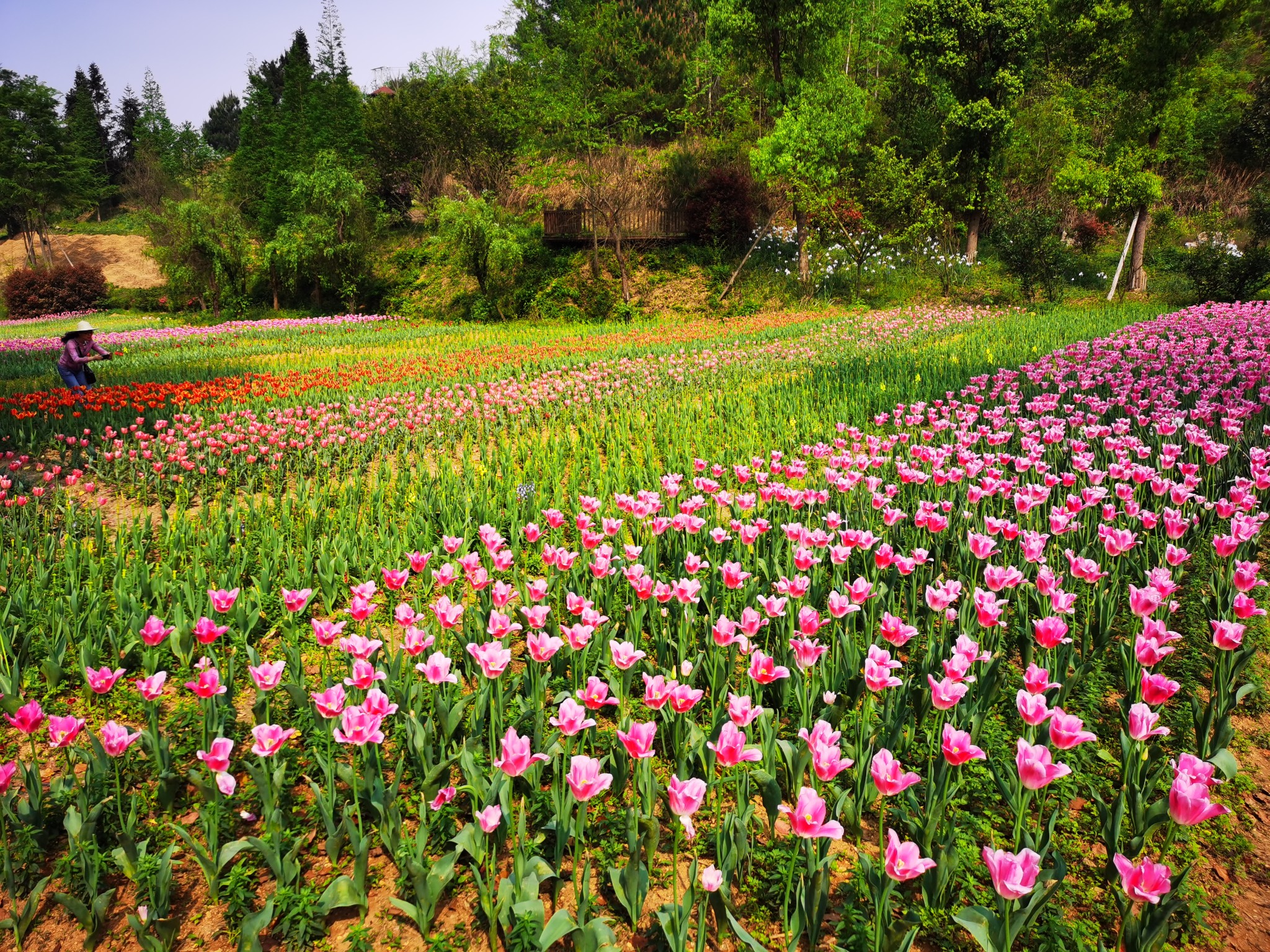 贵州189|贵定——金海雪山四季花谷