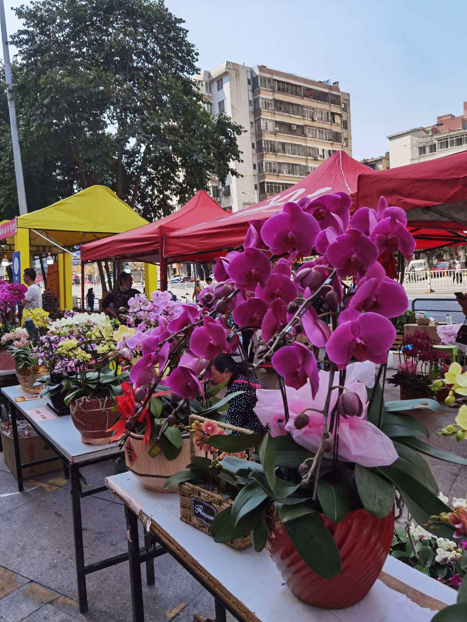 逛逛不是"花市"的花市,佛山自助游攻略 马蜂窝