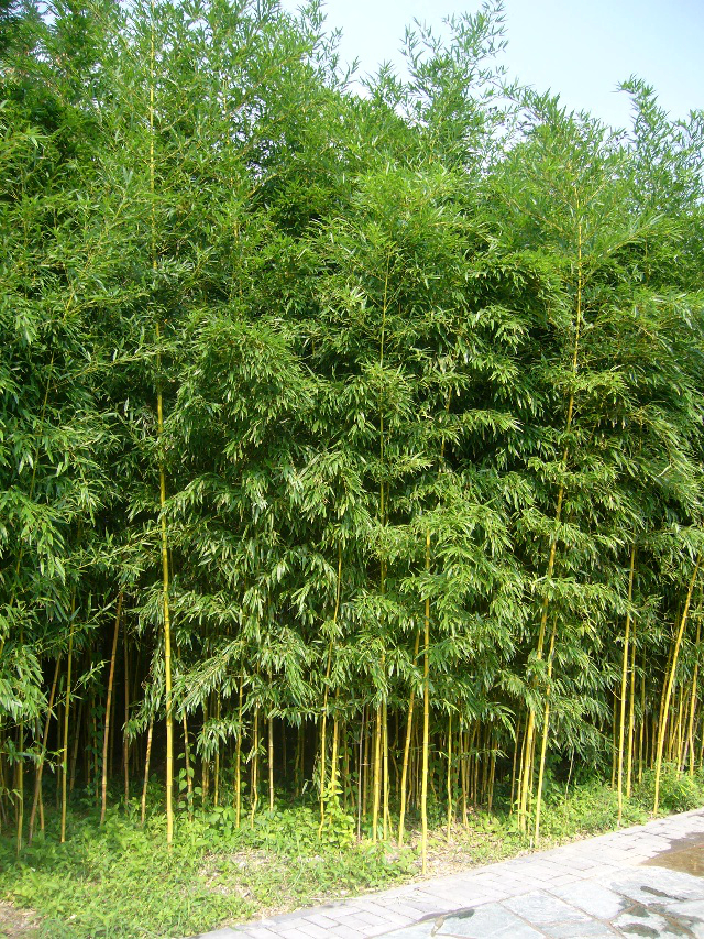 我的旅游生活(353—北京植物园的竹子