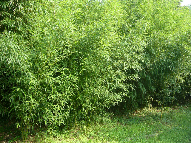 我的旅游生活(353—北京植物园的竹子