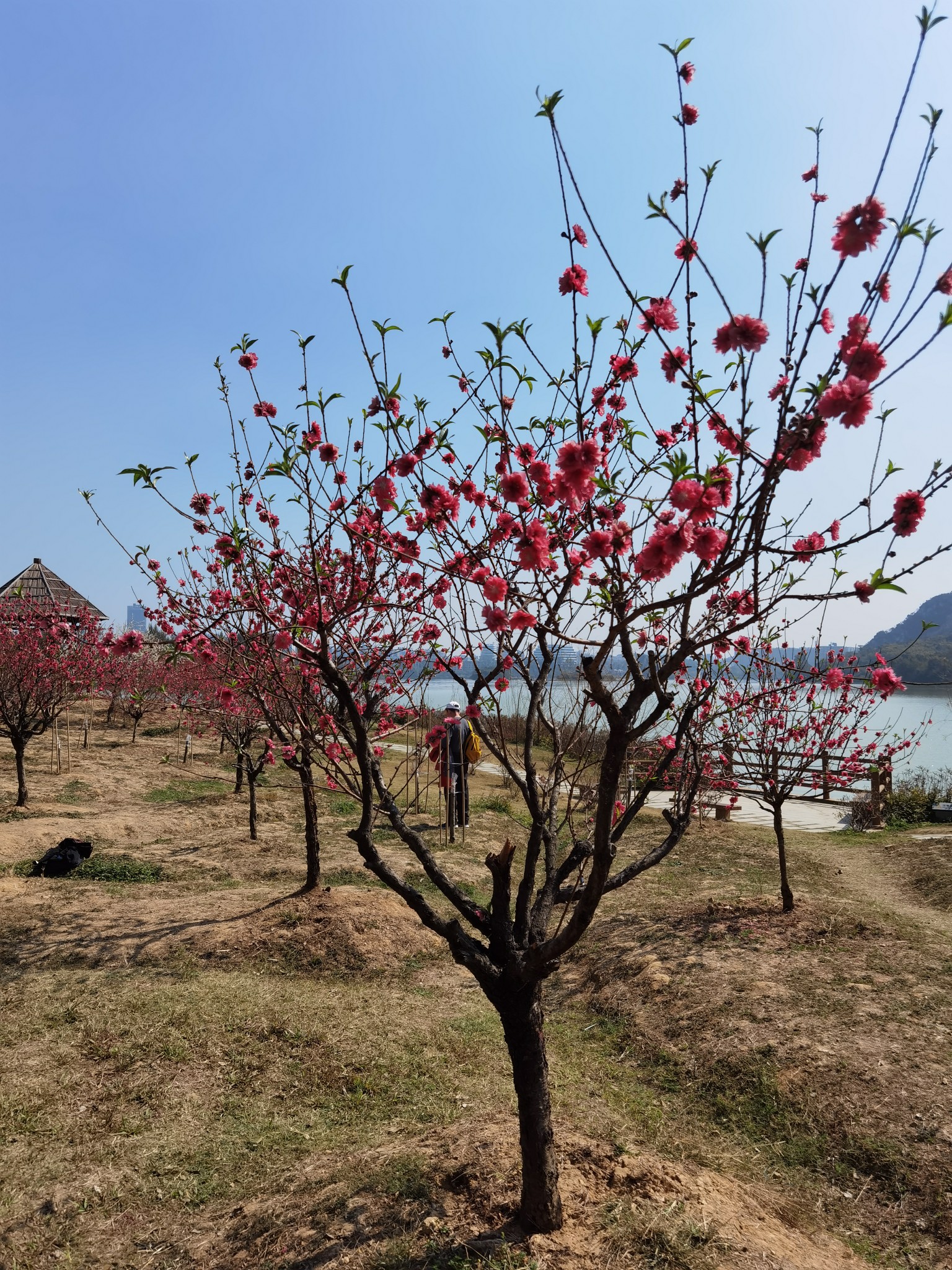 游七星岩桃花岛