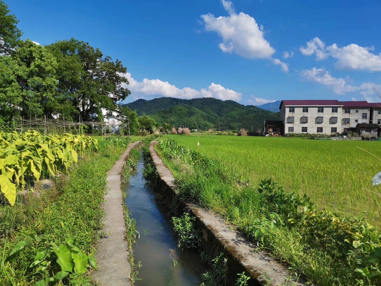 德胜关垦殖场东山分场