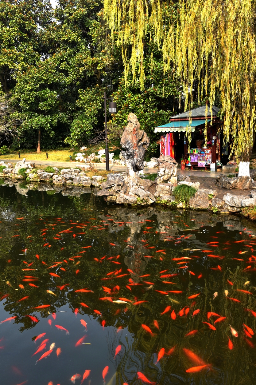 西湖美景——花港观鱼