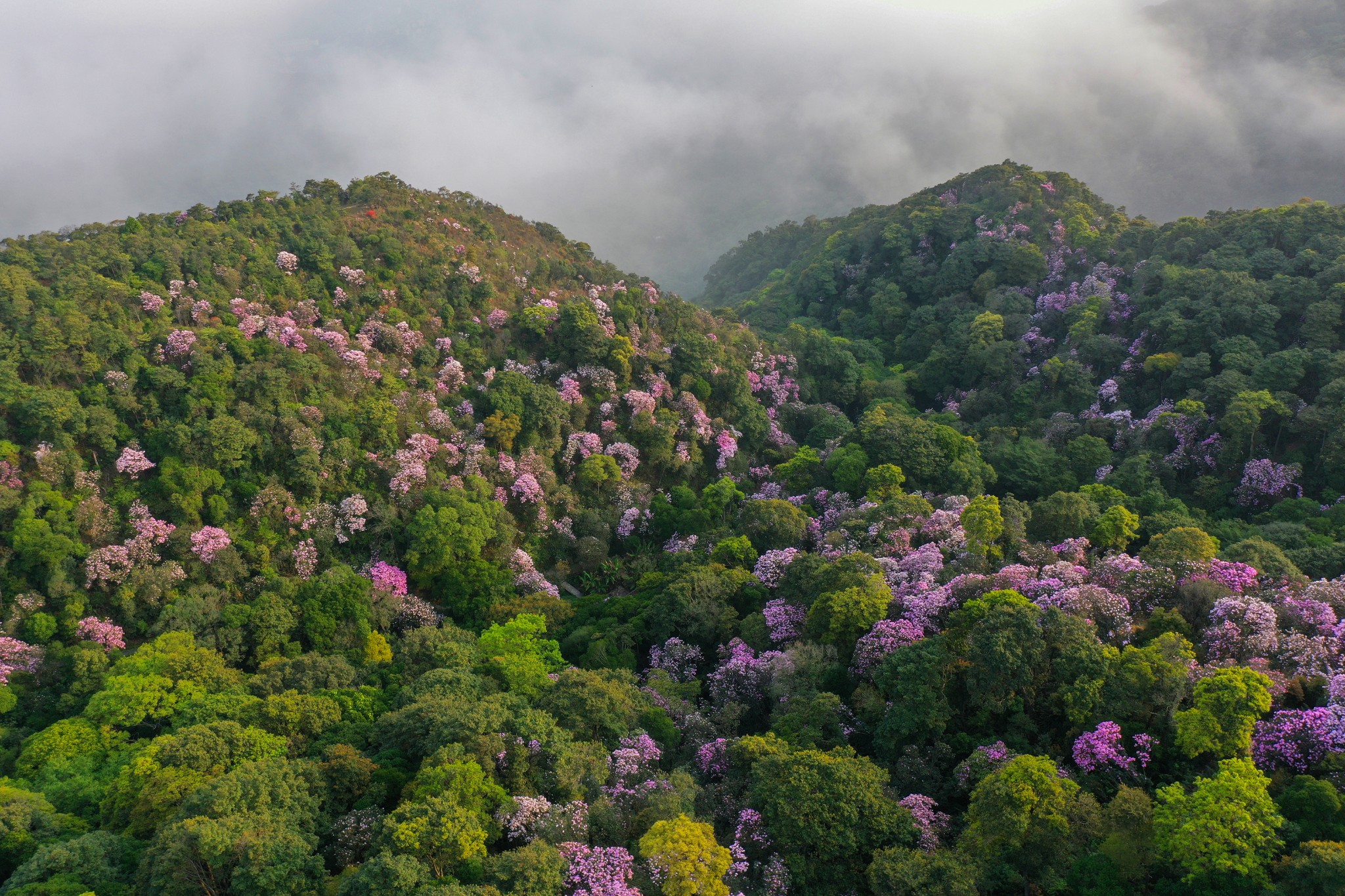 深圳花仙子——梧桐山毛棉杜鵑