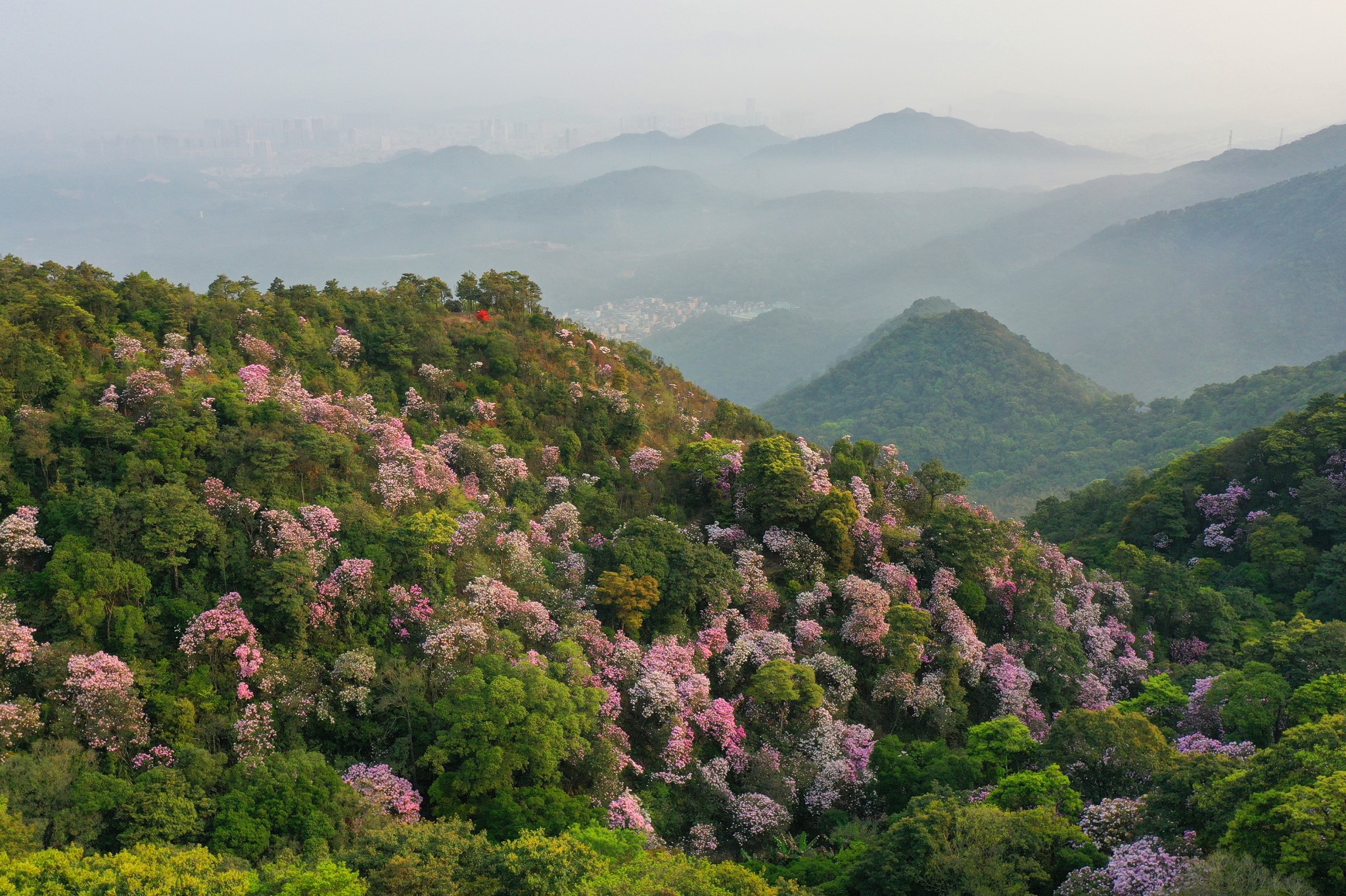 深圳花仙子——梧桐山毛棉杜鵑