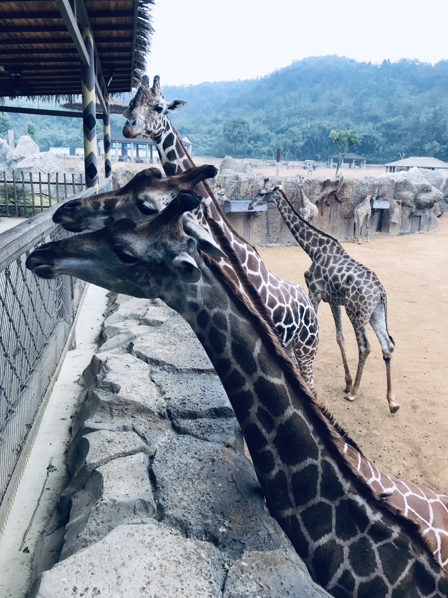 2018年元旦杭州富陽野生動物園