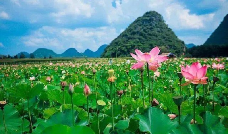 壩美 普者黑 仙人洞村 菜花箐 青龍山3日遊(昆明高鐵往返 純玩無購物