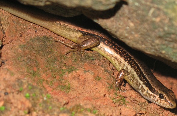 丹霞山的四脚蛇