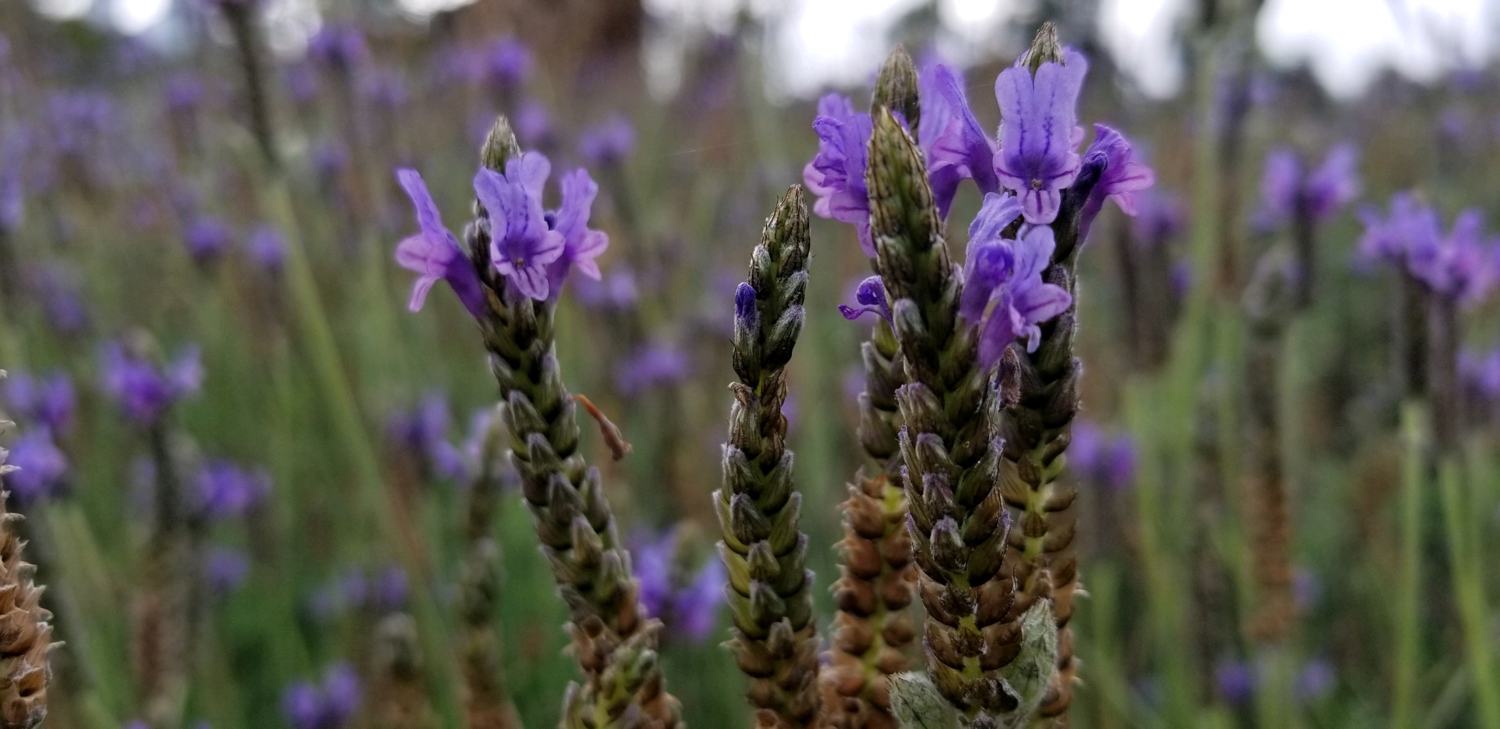 地址:0         张 蜂评: bach moc luong