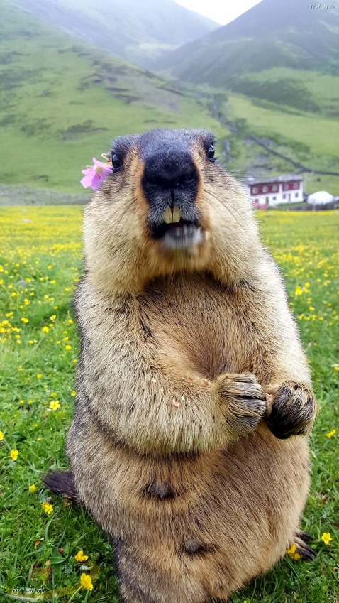 徒步莫斯卡拥抱雪猪子膜拜亚青寺露营新路海川西环线自驾攻略