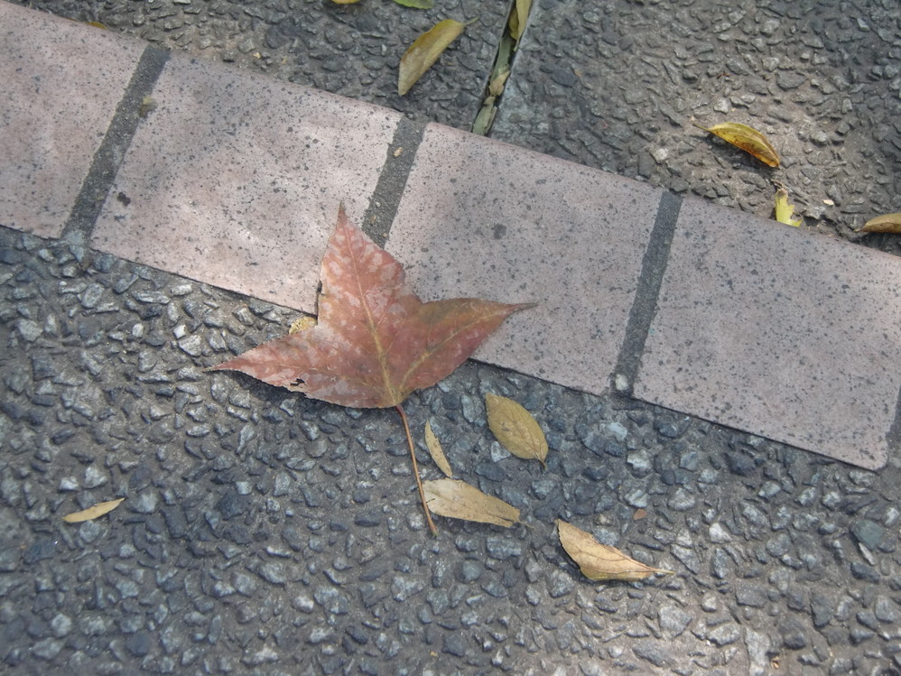 地上,惊现掉落的枫叶