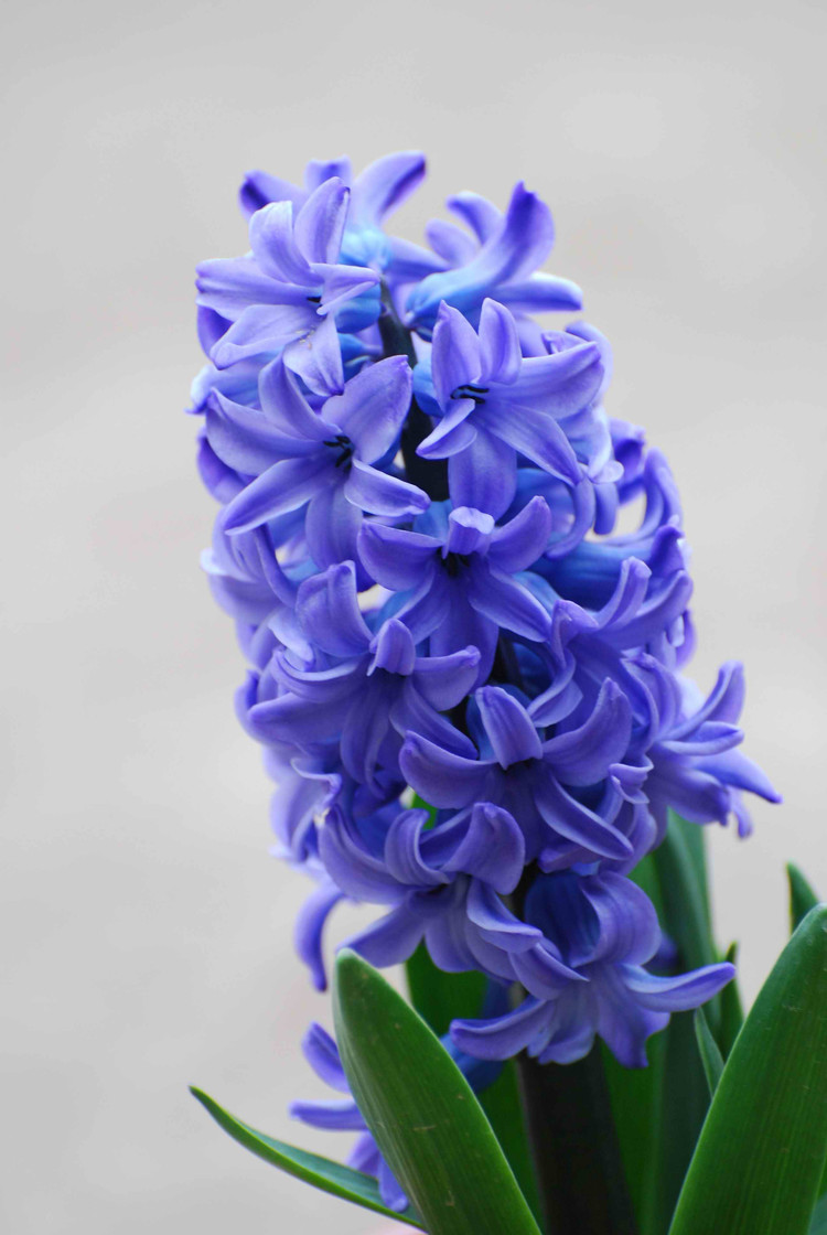 风信子的花语和象征代表意义:只要点燃生命之火,便可同享丰富人生