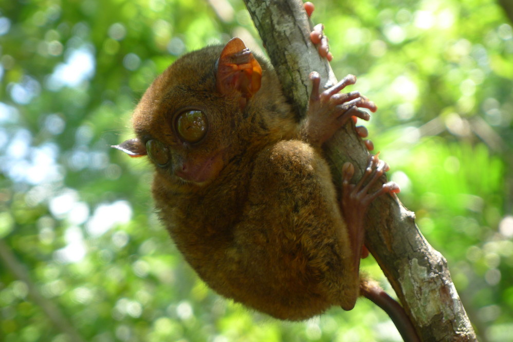 "菲"向阳光飞向你,菲律宾旅游攻略 - 马蜂窝