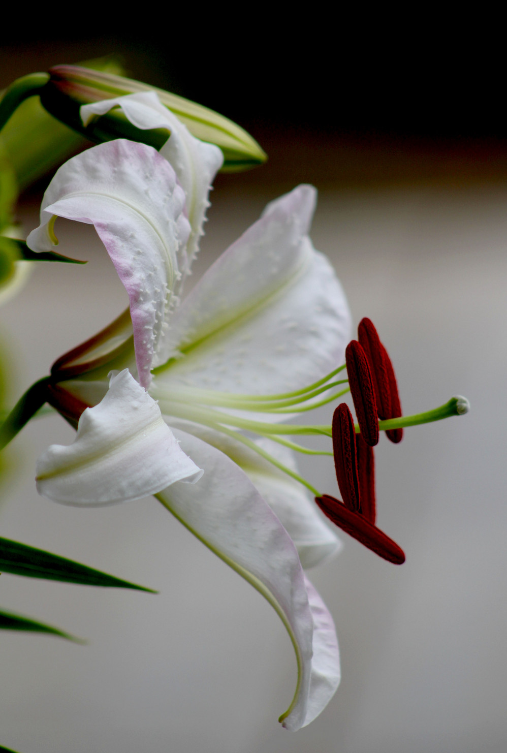 香槟百合的祝福