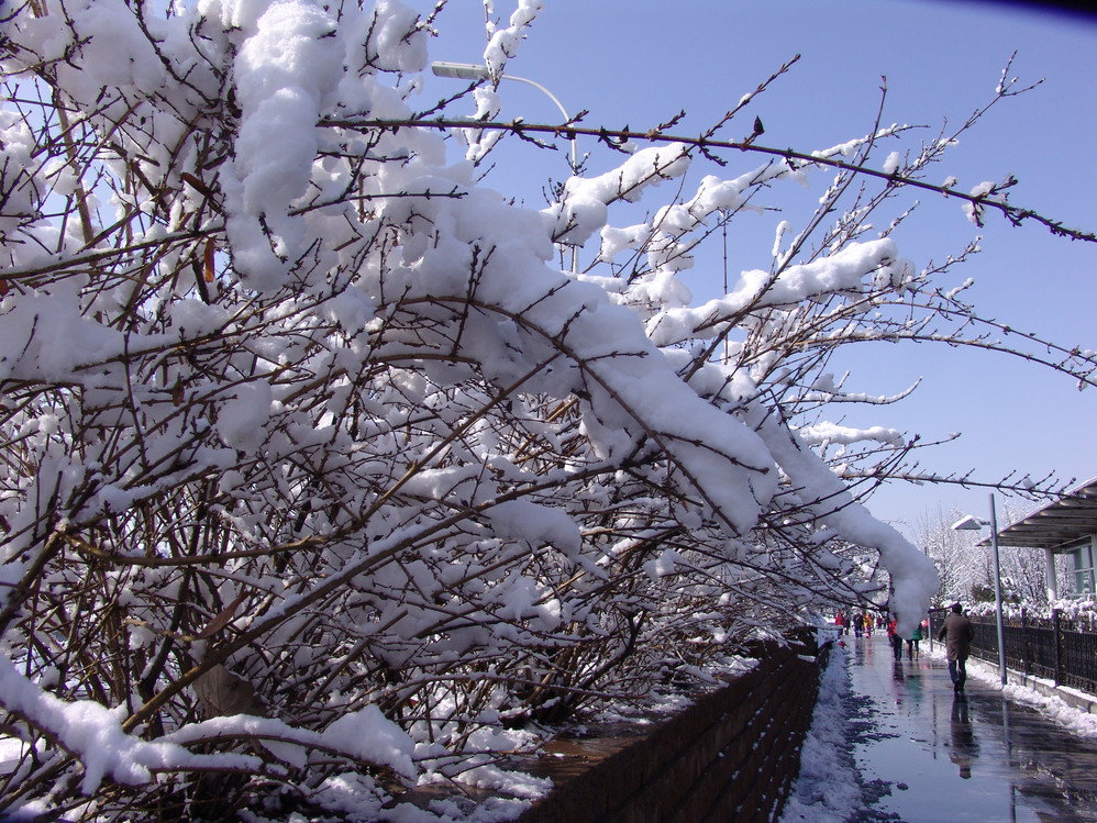 回覆遊記:三月雪,天地合,北京3.18童話般的雪