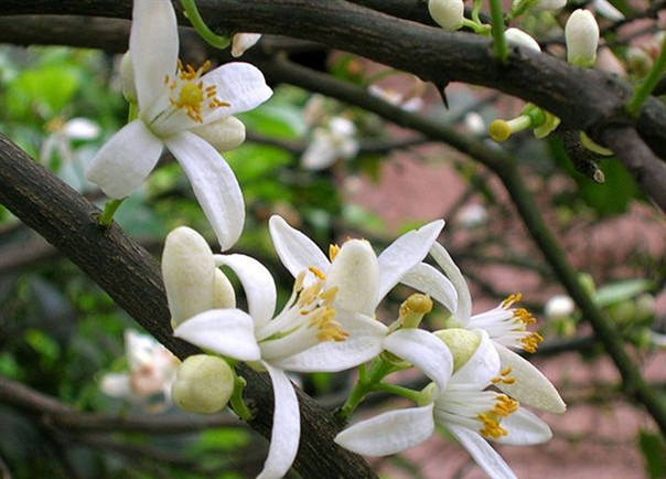 这些闲花野草,看你认得多少?(5月27日更新)