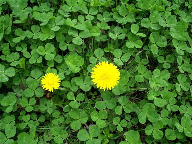 9 2f 回复meil:嗯==话说四叶草就是它的变异,能找到一片幸运就会降临