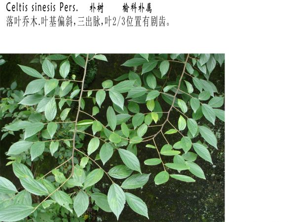 让图片来帮你认识植物(部分)