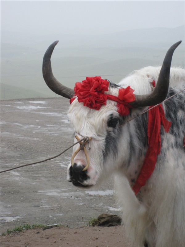 照了张白牦牛的头像