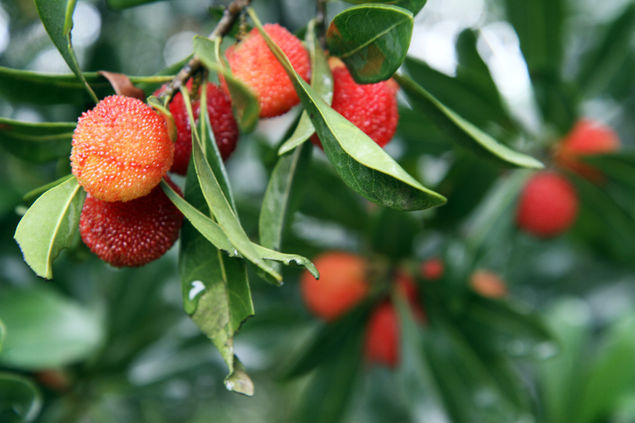 杭州出发 寻找舌尖上的杨梅美味