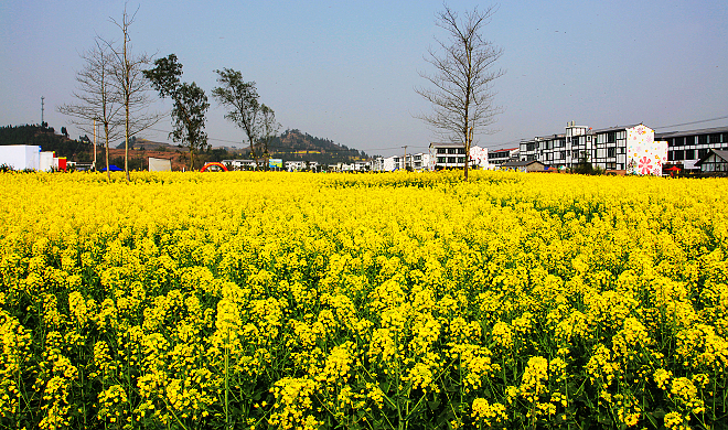 2018重慶潼南油菜花2018重慶潼南油菜花節時間交通路線門票