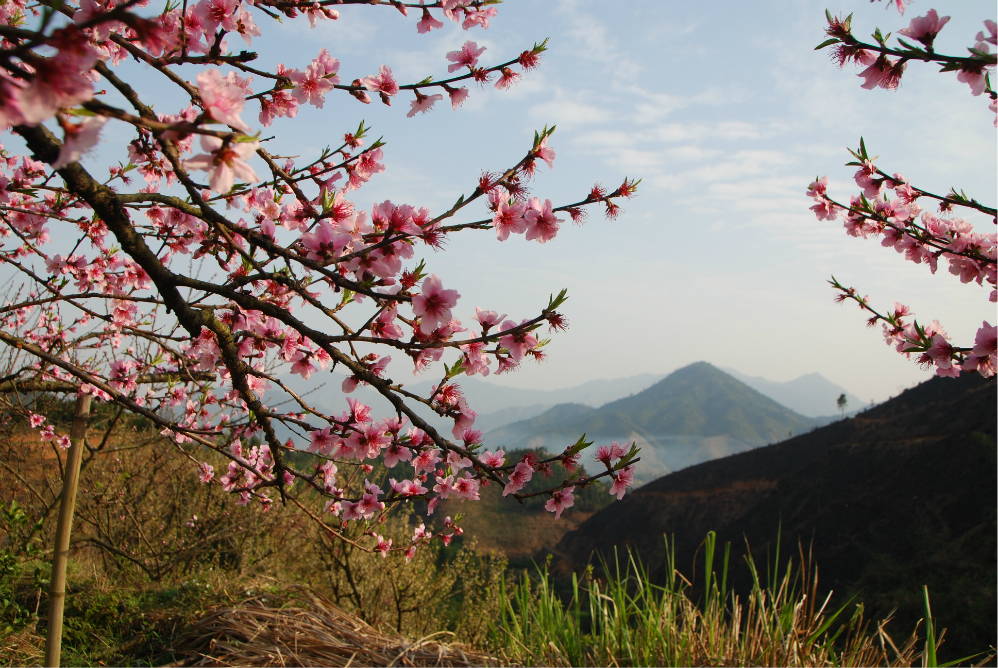 請問2018年樂昌九峰花期 3月6號是樂昌九峰桃花