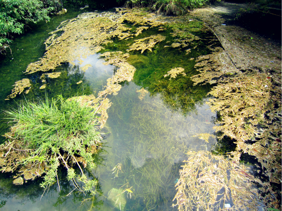 水位變淺,流動減慢,小水潭幾乎成為浮游生物,水草和枯枝敗葉的天堂.